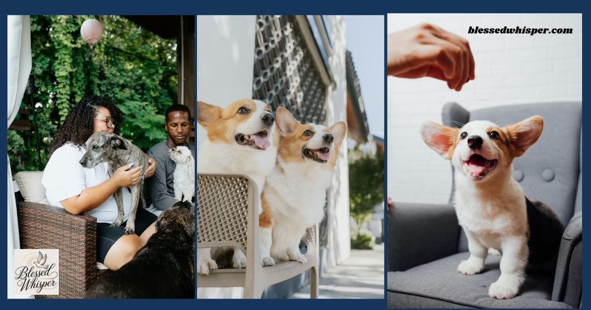 national pet day 2026